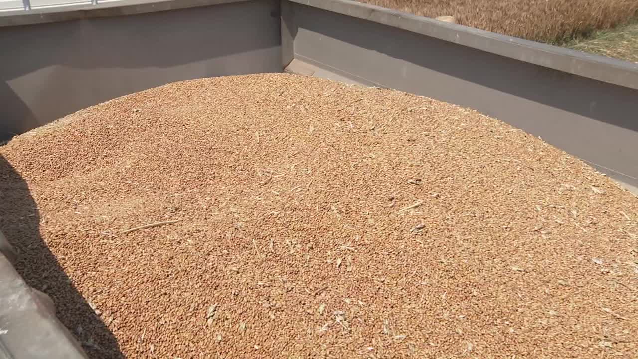脱粒小麦，群马县，日本视频素材
