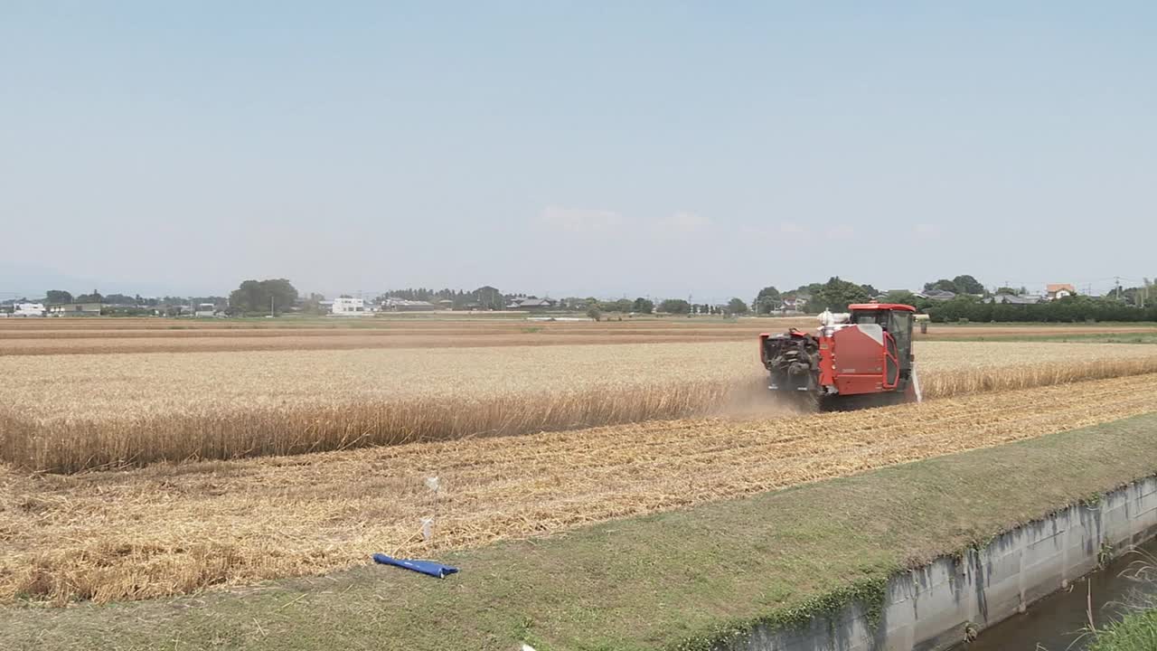 日本群马县的小麦收获节视频下载