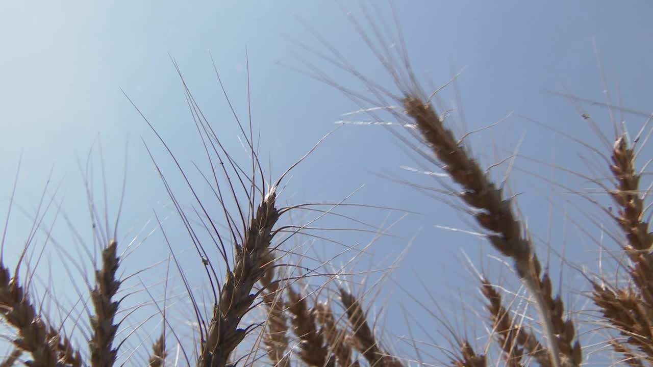 蓝天下的麦穗，群马县，日本视频下载