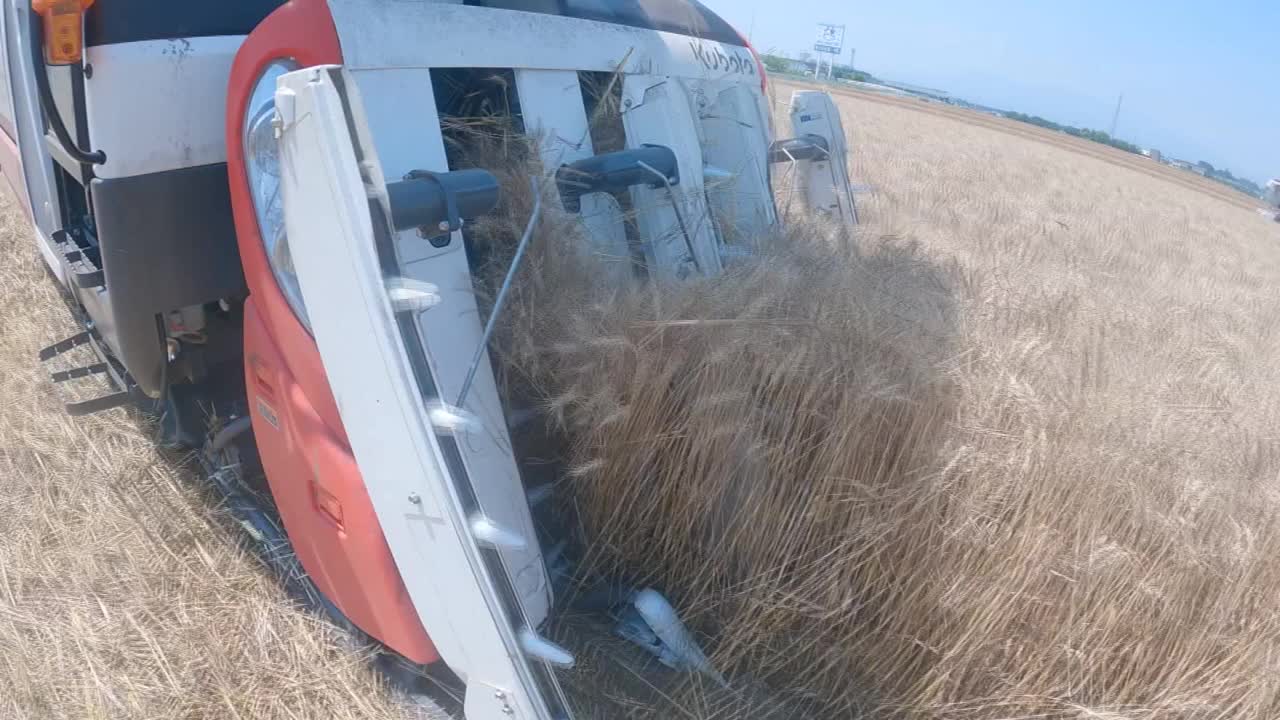 CU，小麦收获，群马县，日本视频下载