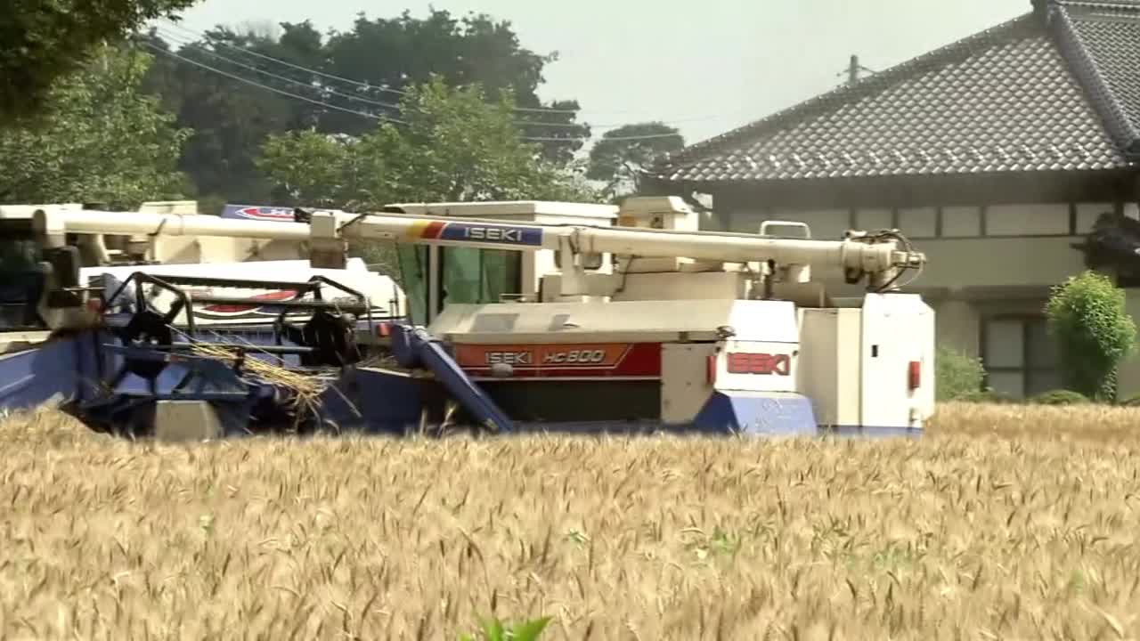 日本茨城麦田里的联合收割机视频素材