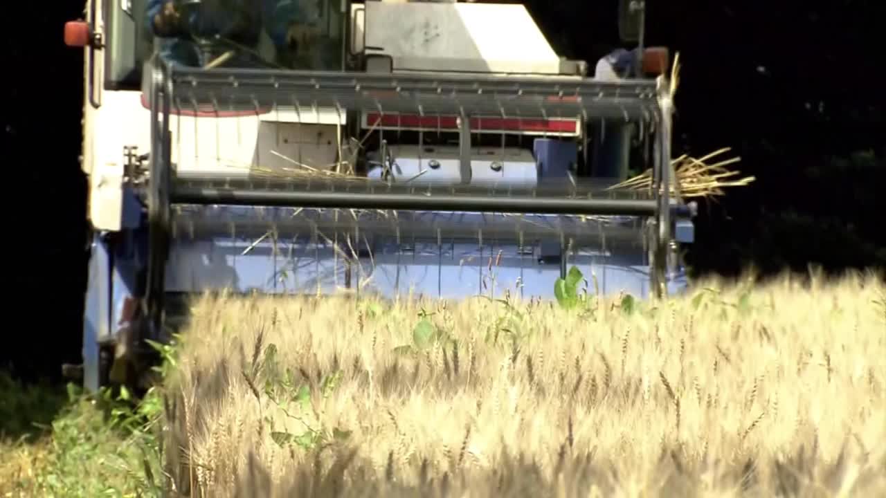 小麦丰收，茨城县，日本视频素材