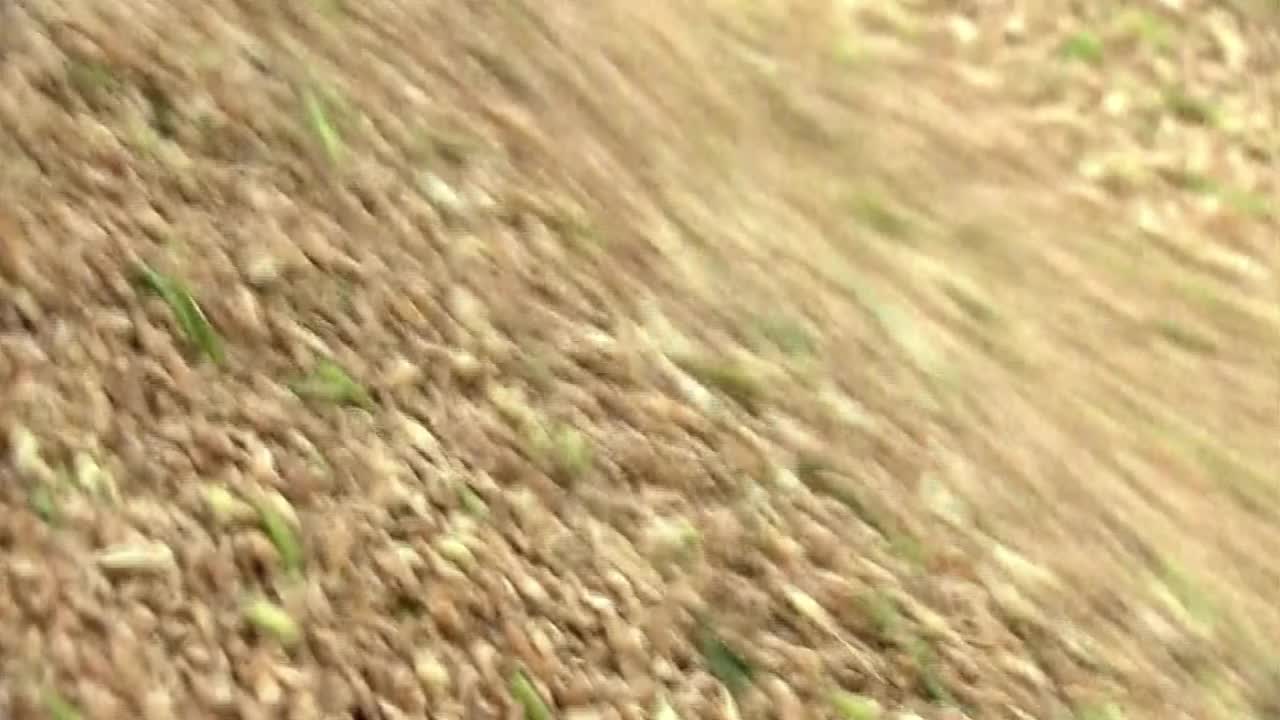 脱粒小麦，日本茨城县视频素材