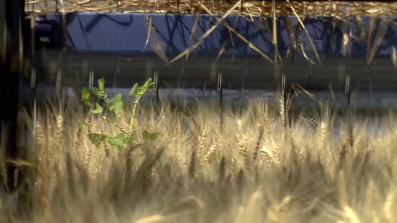 CU，小麦丰收，茨城县，日本视频素材