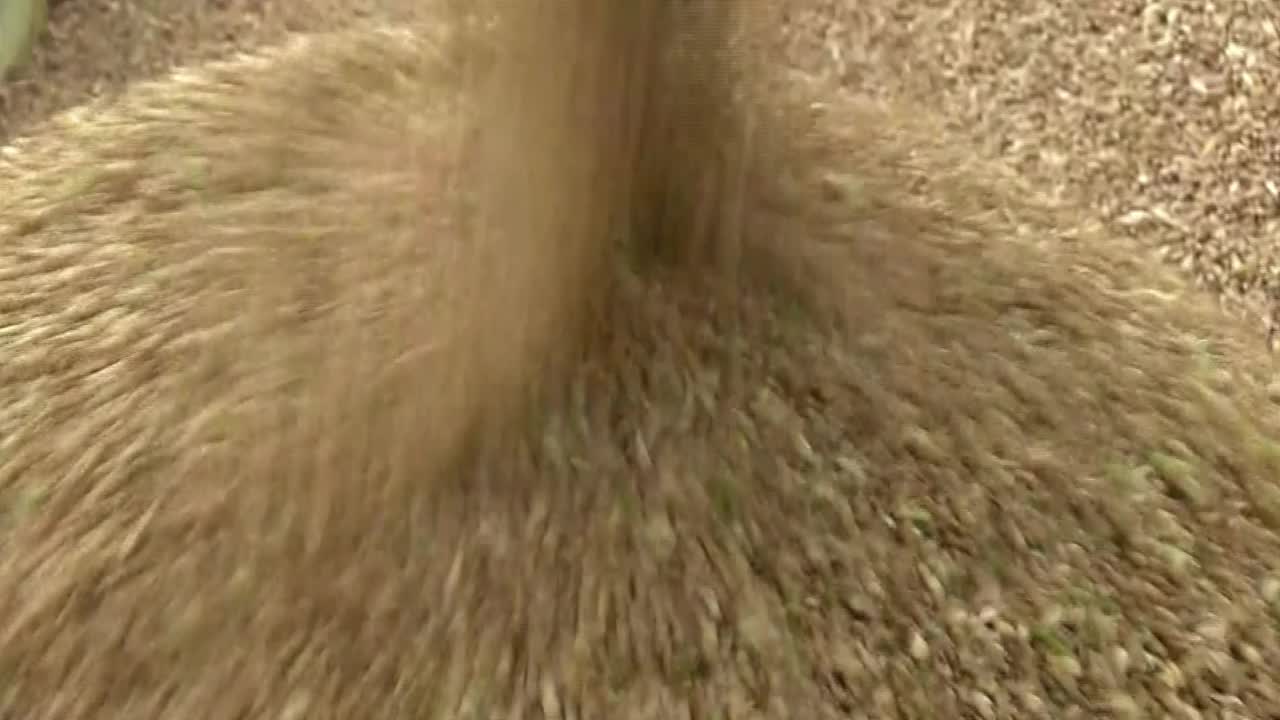 脱粒小麦，茨城县，日本视频素材