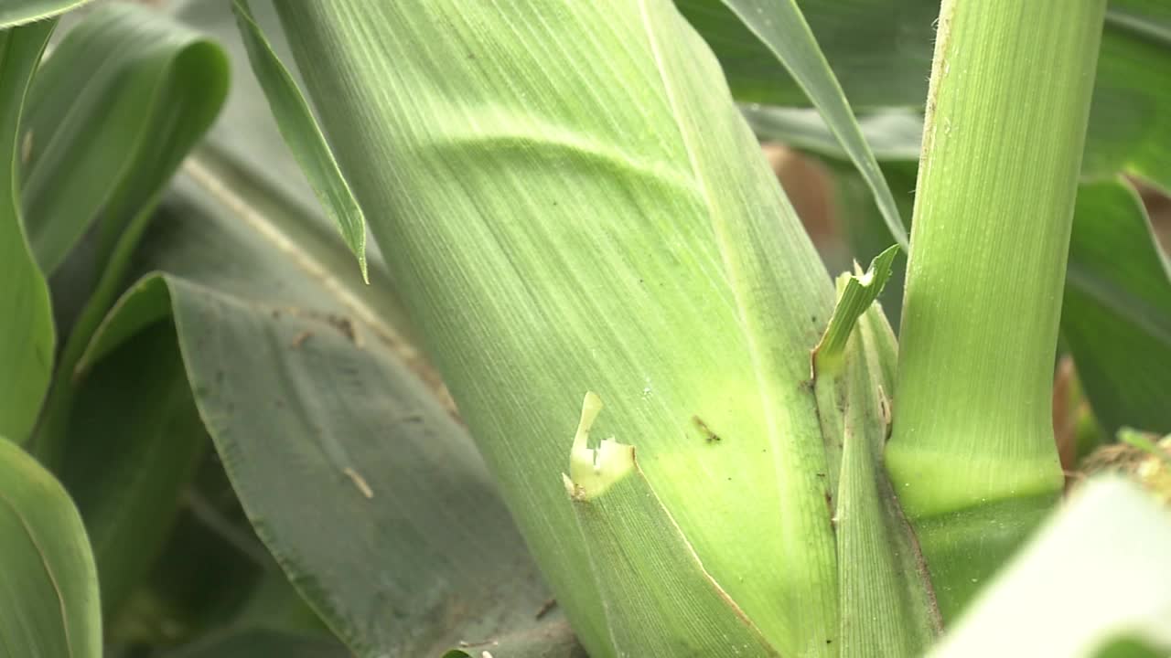 玉米收割前，茨城县，日本视频素材