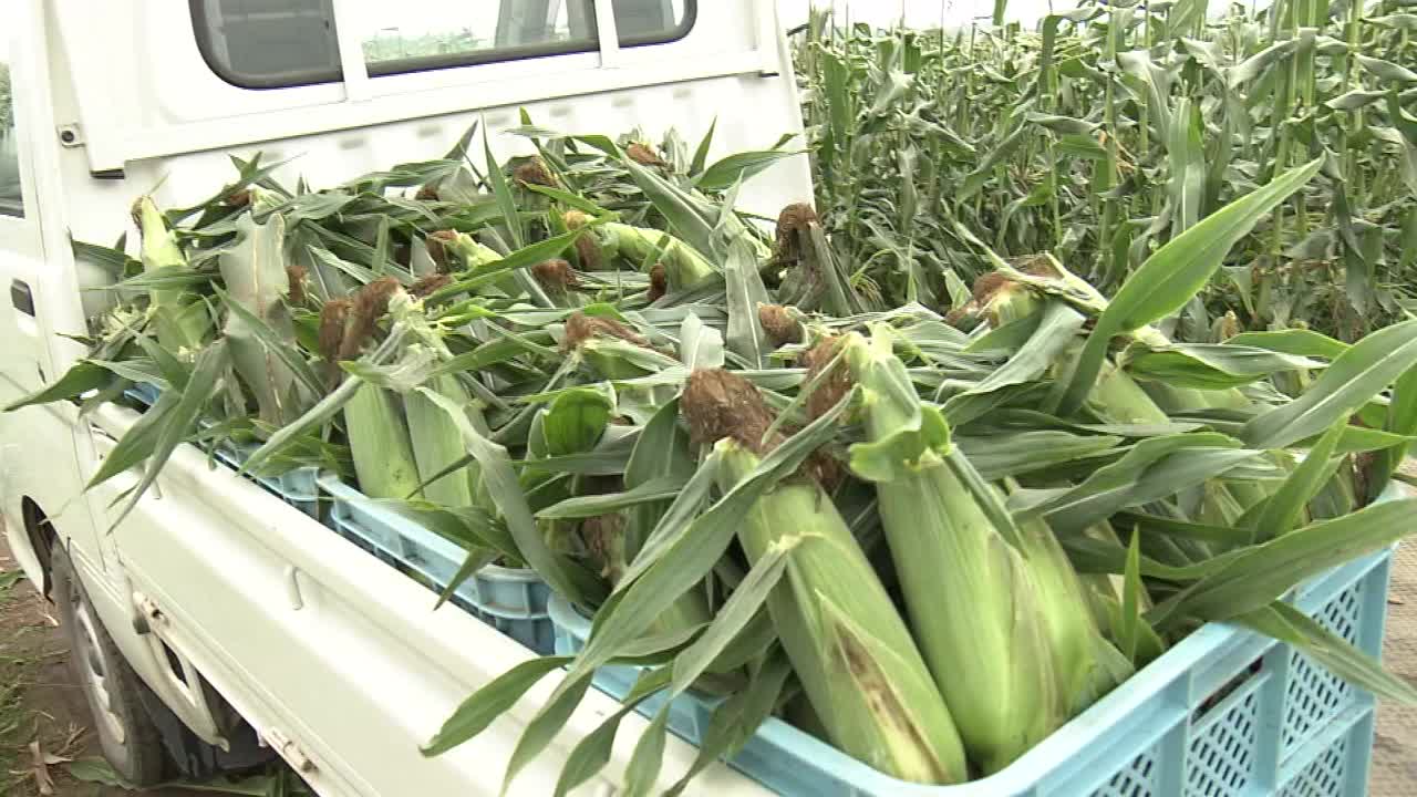 卡车上收获的玉米，茨城县，日本视频素材