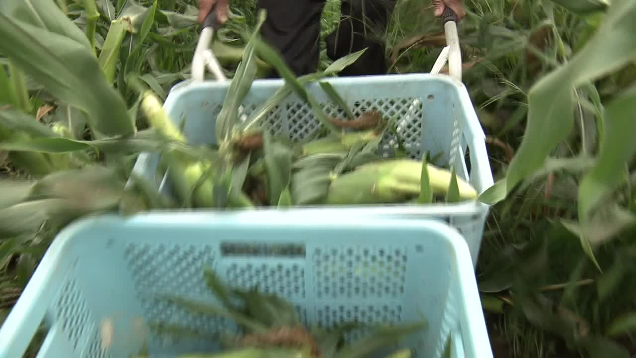 收割玉米，茨城县，日本视频素材