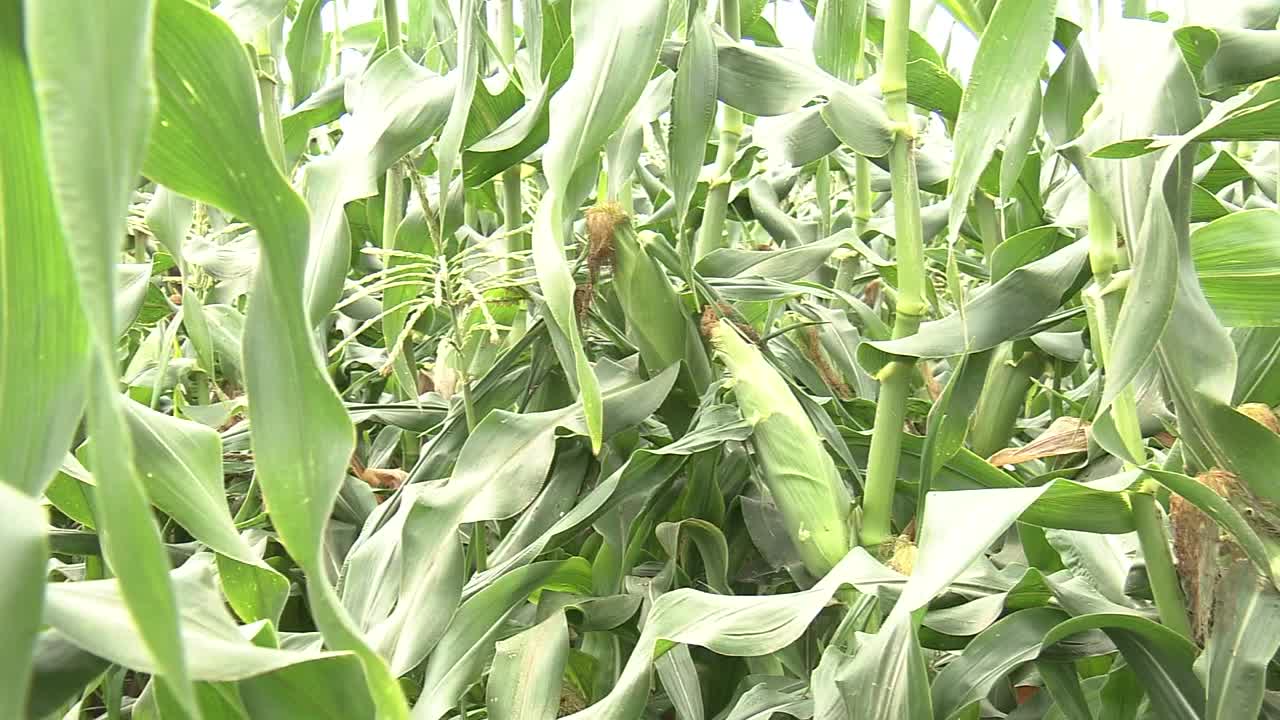 收割前的玉米，茨城县，日本视频素材