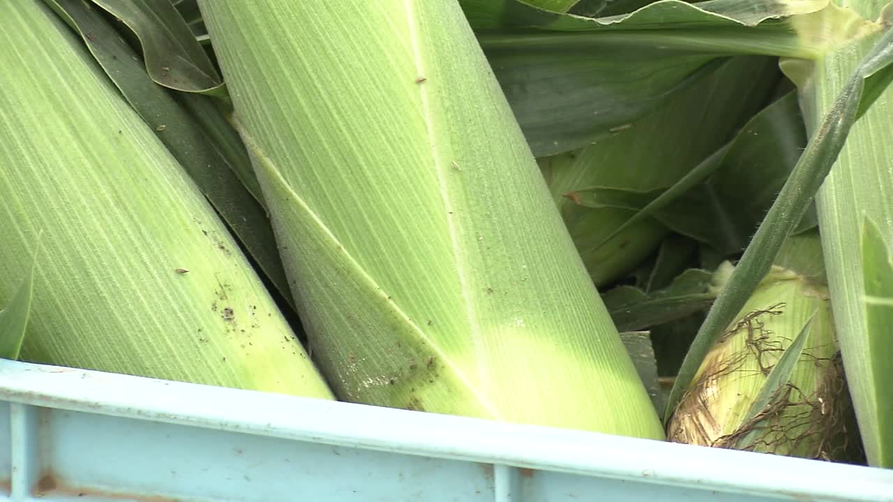 CU，收获玉米，茨城县，日本视频素材