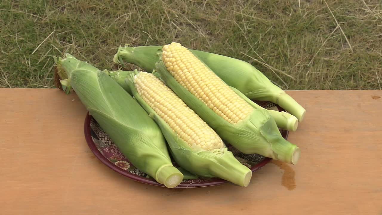 日本茨城县，一盘玉米视频素材