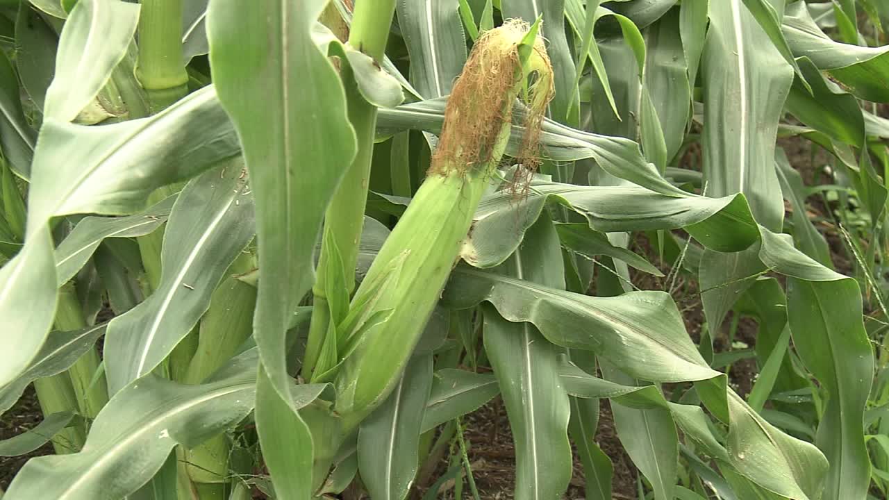 收割前的玉米田，茨城县，日本视频下载