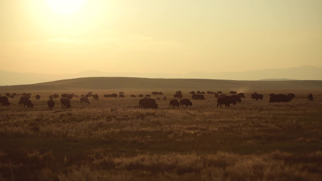 科罗拉多美洲野牛群视频下载