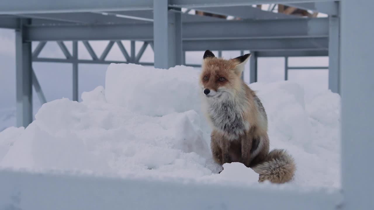 红狐坐在雪地上，舔着金属结构的背景。这是一幅高挂在高加索山脉上的高加索狐狸的大型肖像视频素材