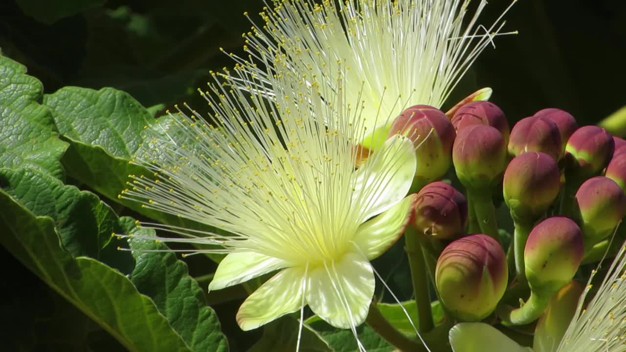 苏瑞坚果(巴西核桃)在葡萄牙语中被称为pequi。花和花蕾。视频下载