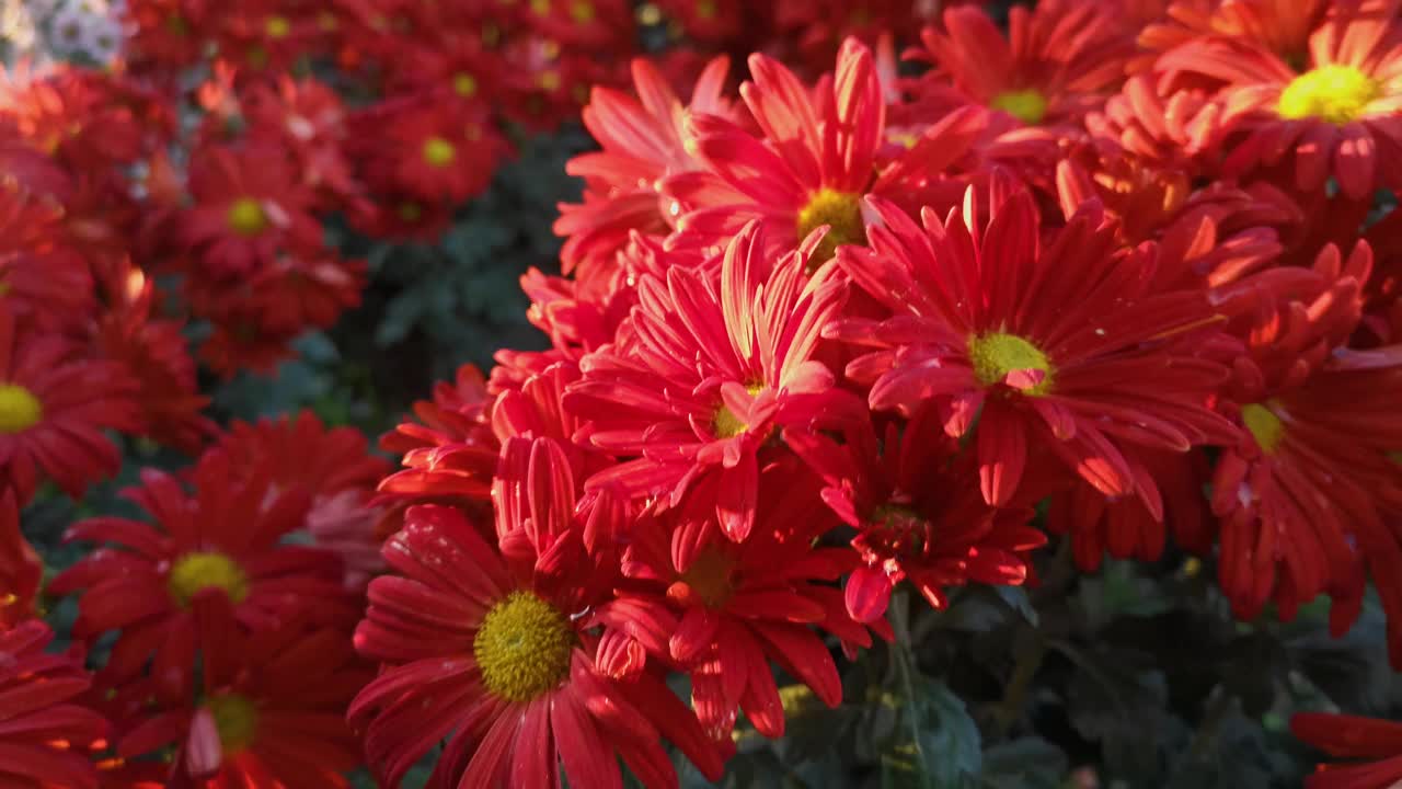 秋天的花园里，红菊花近距离开放。视频素材