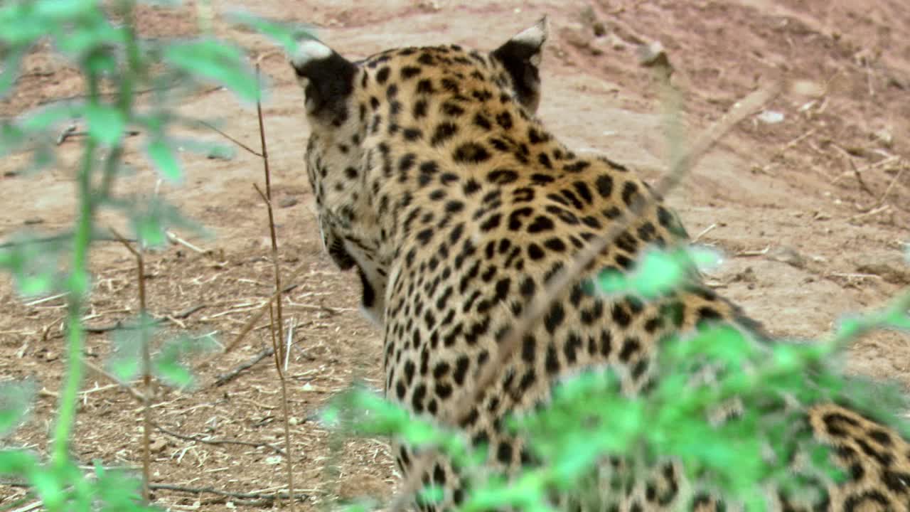 豹子坐着四处张望。印度，Ranthambore国家公园。视频素材