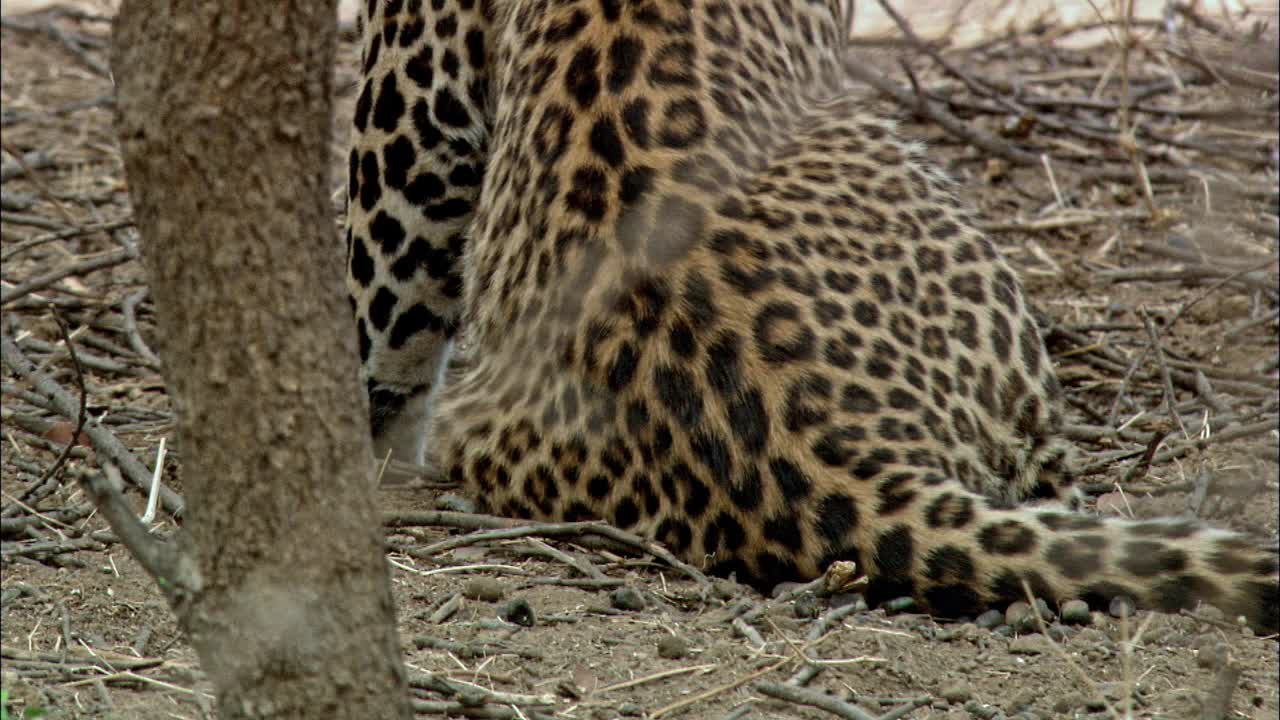 豹坐在树下，穿过干燥的田野。印度兰桑博尔国家公园视频素材