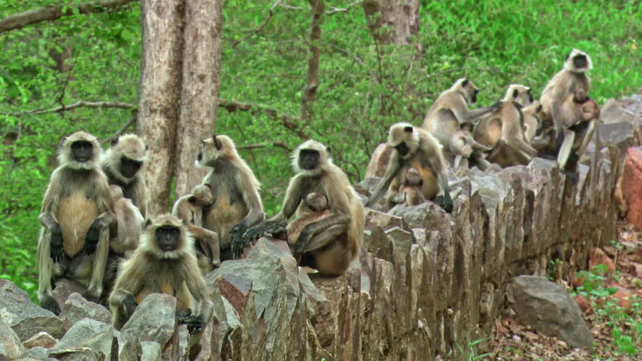 一群叶猴和小猴坐在靠近茂盛树叶的岩壁上，互相梳理毛发-极端广角镜头视频下载