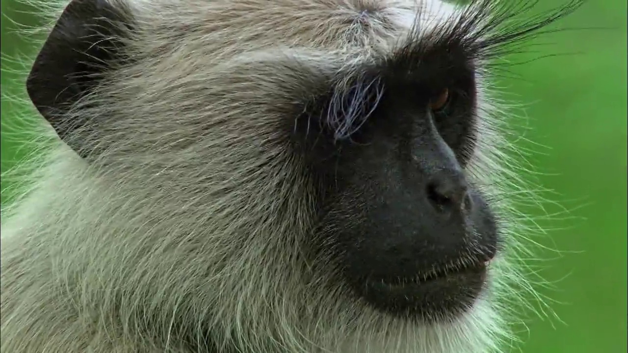 近距离拍摄的灰色叶猴在茂盛的森林里四处观望视频素材