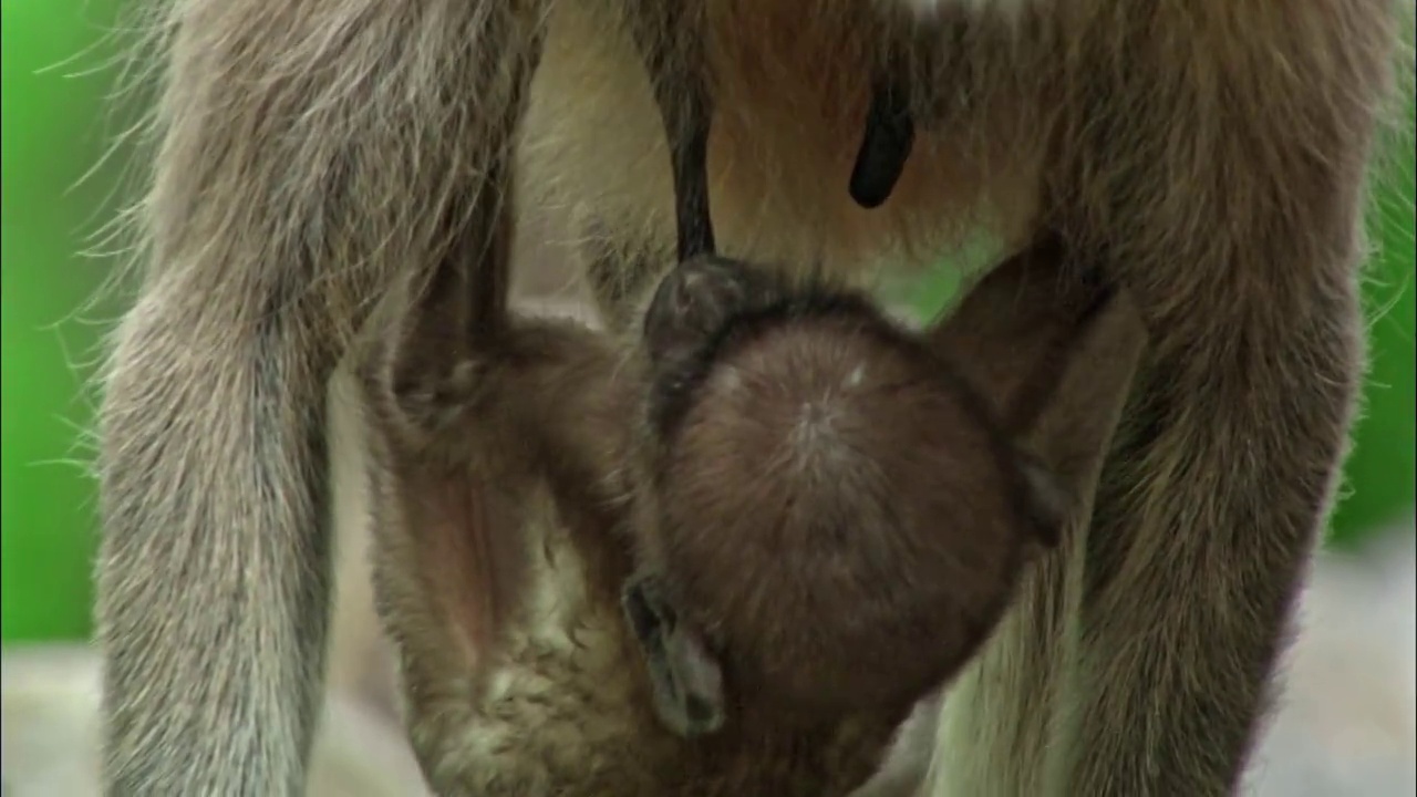 这是灰叶猴抱着宝宝走向镜头的特写镜头，小猴抱着妈妈喝着牛奶视频下载