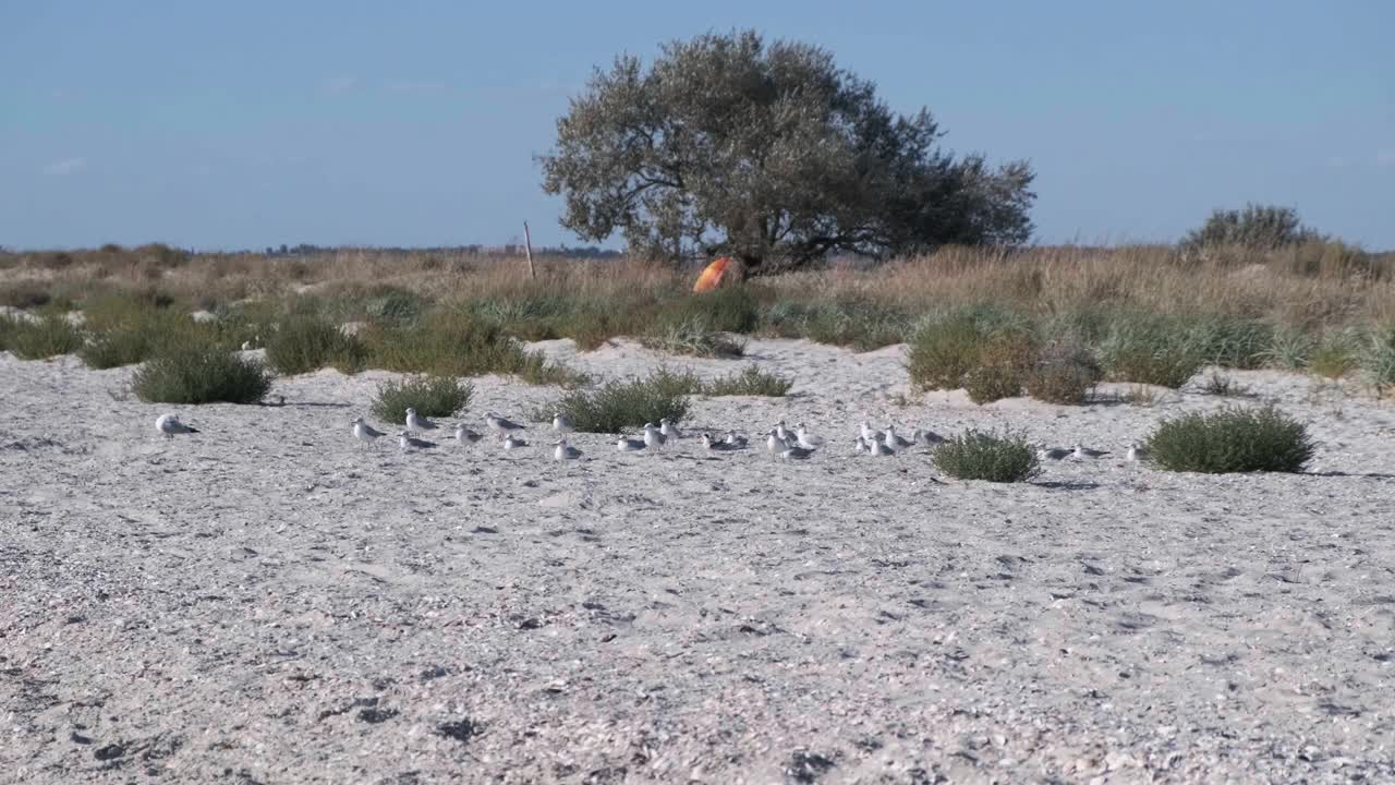 一群在沙滩上休息的海鸥和海鸟。背景中有树和干草。没有人。慢动作镜头。4 k的片段视频素材