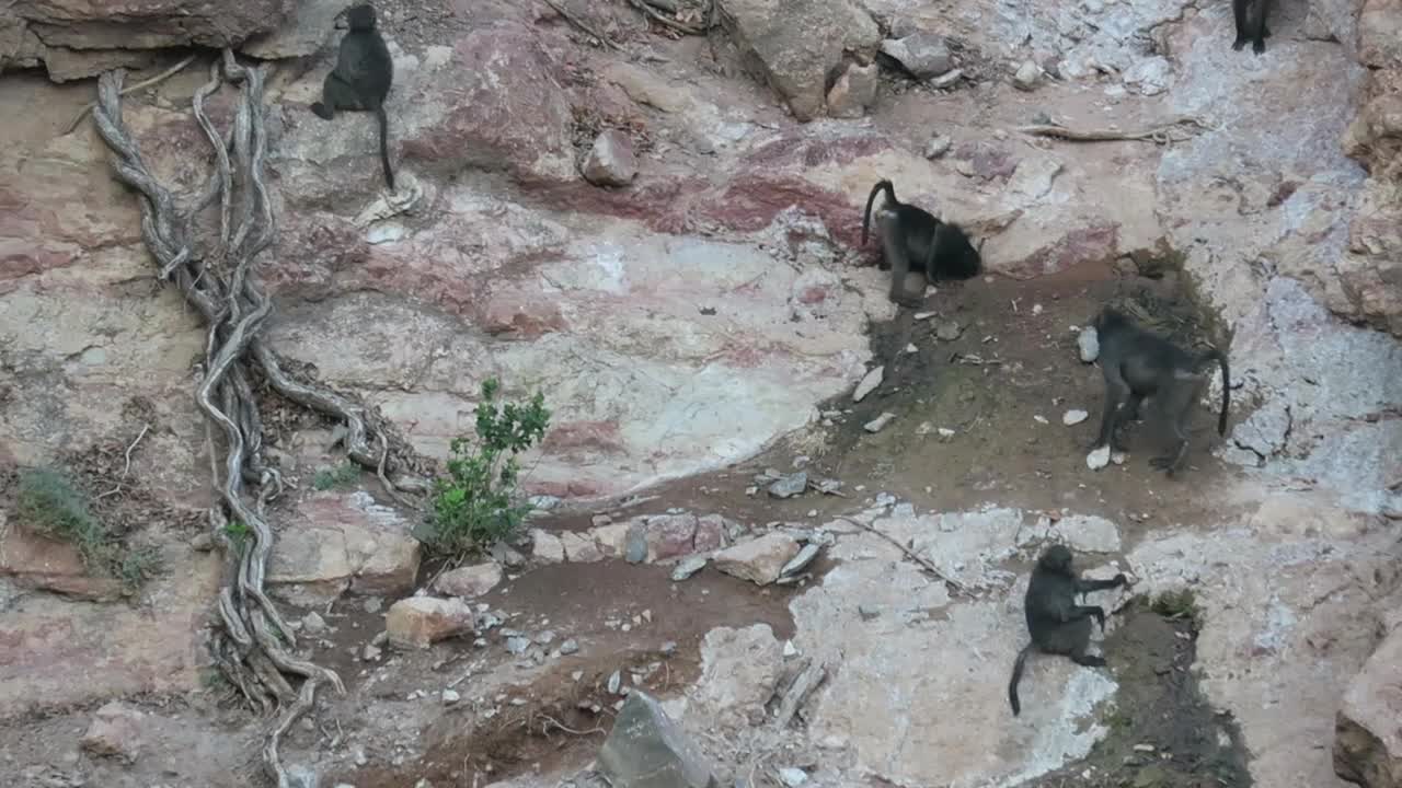 四只狒狒轮流在岩石上的一个洞里喝水。狒狒的屁股在空中，头在洞里喝水视频素材