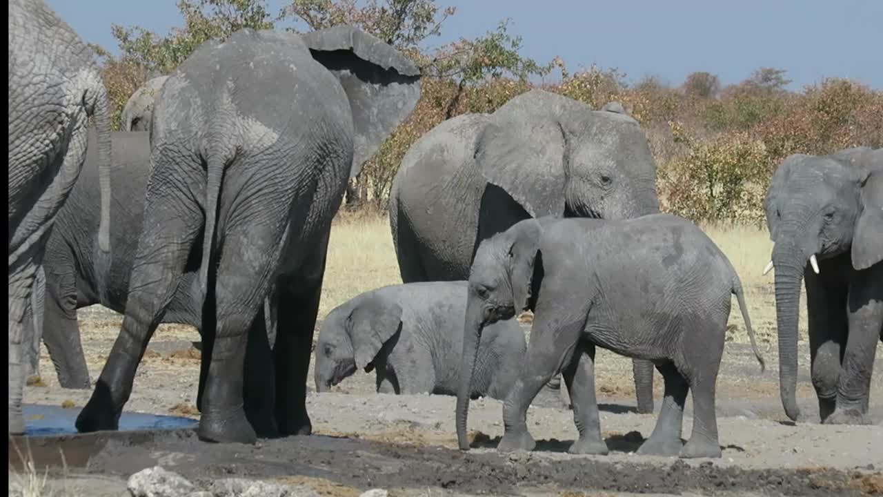 可爱的小象站在水坑旁边，一大群大象围着小象视频素材