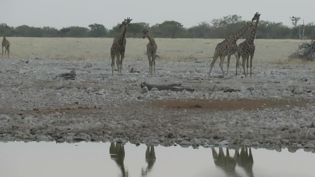 五只长颈鹿和它们在水面上的倒影长颈鹿正向水走去。视频素材