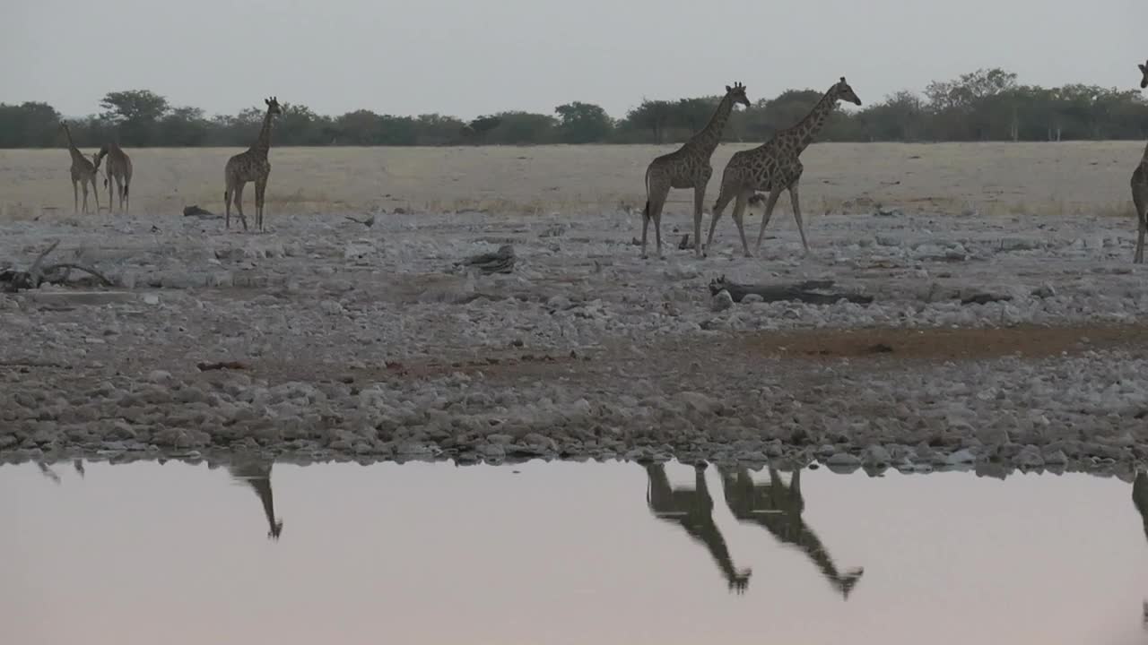 四只长颈鹿从左到右走过一个水坑，长颈鹿的倒影在水面上视频素材