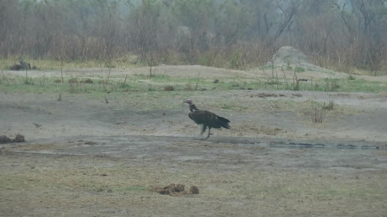一只大秃鹫正从干燥的灌木丛中的水坑里走出来视频素材