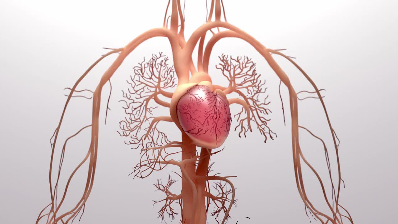 人体心脏，三维渲染，医学上准确的人体心脏解剖与静脉系统插图视频素材