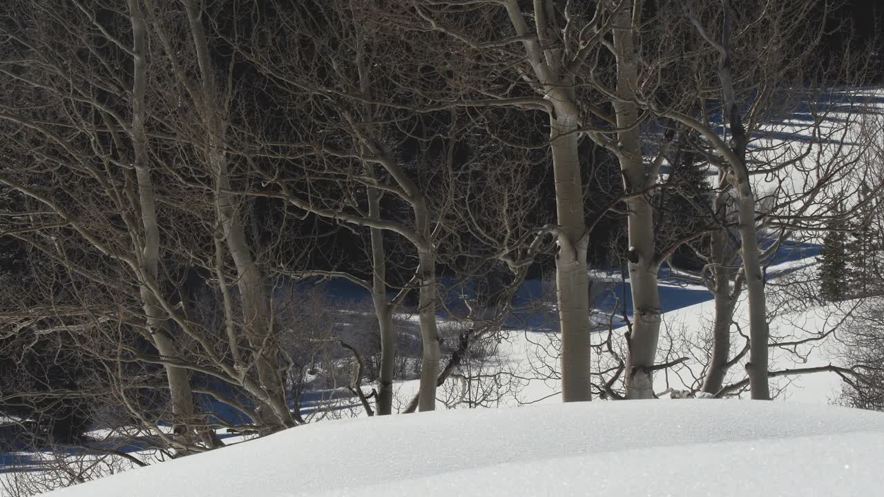 白杨树树干的静态剪辑在未破坏的雪视频下载