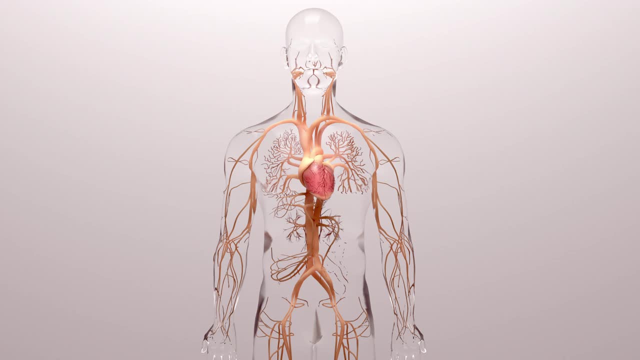 人体心脏，三维渲染，医学上准确的人体心脏解剖与静脉系统插图视频素材