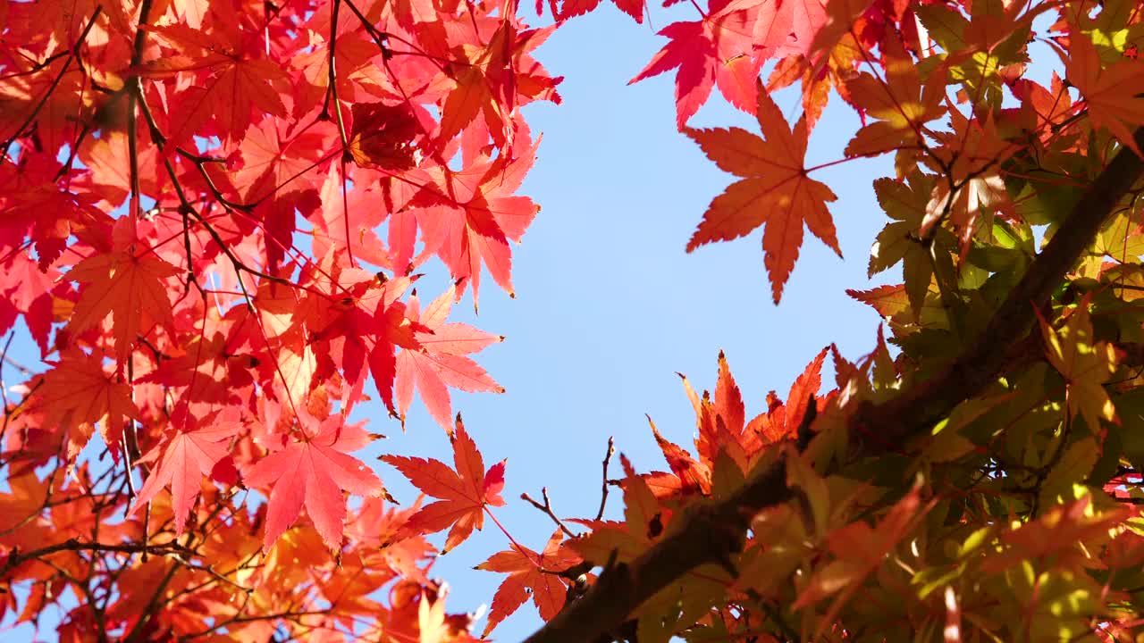 红色的树叶。从正下方拍摄。视频素材