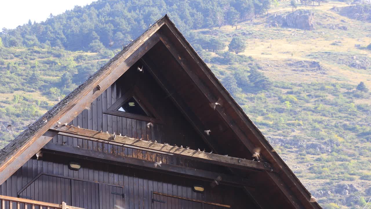 Hirundo rustica -在屋顶上，Vielha视频下载