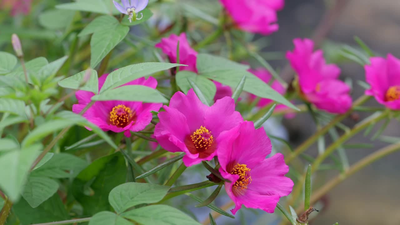 花园中的粉红色马齿苋花视频下载