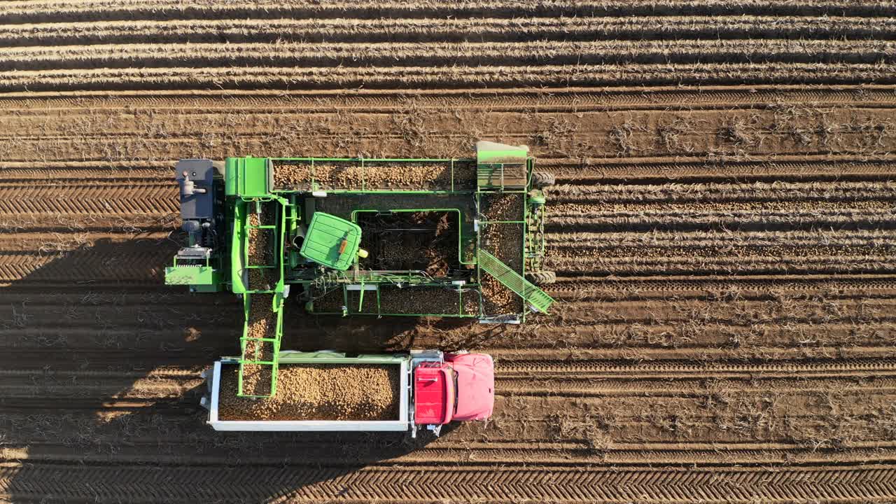 收获新鲜土豆的卡车和农业机械的鸟瞰图视频下载