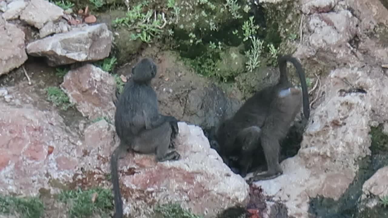 两只狒狒轮流在岩石上的一个洞里喝水视频素材