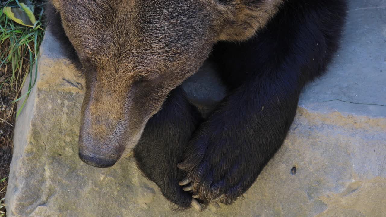 比利牛斯的棕熊视频下载