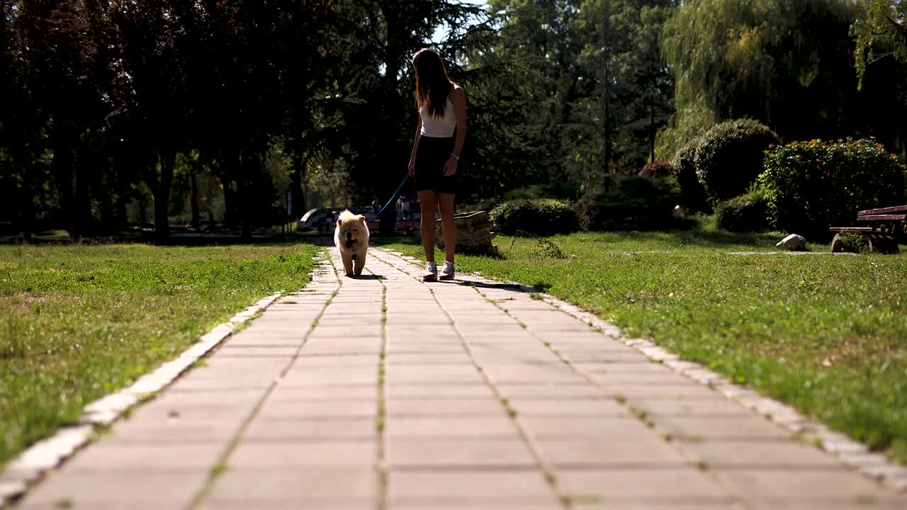 年轻漂亮的女人带着松狮犬散步视频素材