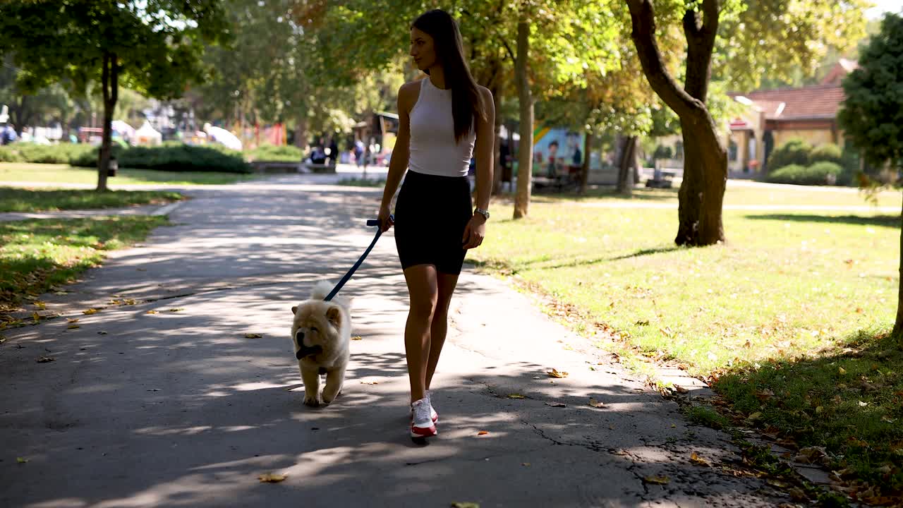 年轻漂亮的女人带着松狮犬散步视频素材
