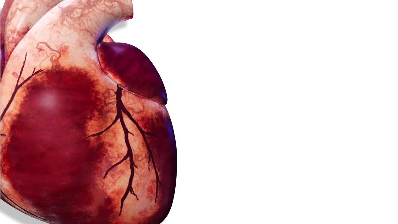 心脏，内部器官3D渲染，人体解剖视频素材