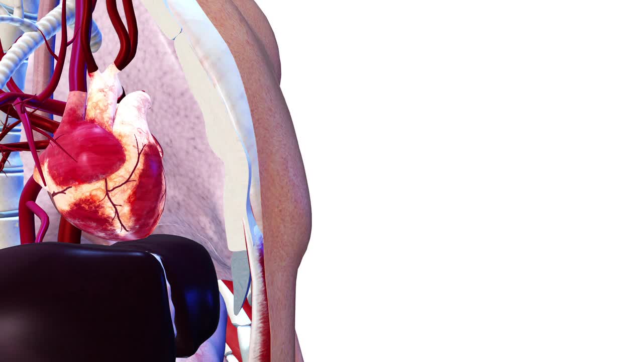 心脏，内部器官3D渲染，人体解剖视频购买