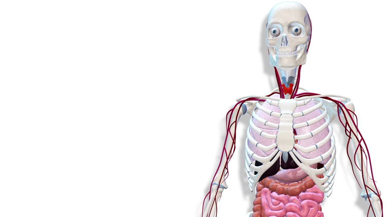心脏，内部器官3D渲染，人体解剖视频下载
