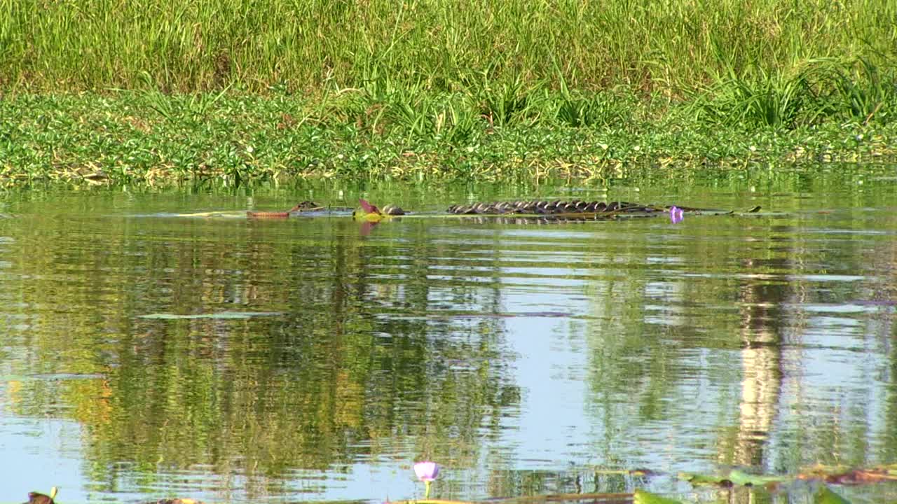 澳大利亚河中的淡水鳄鱼视频素材