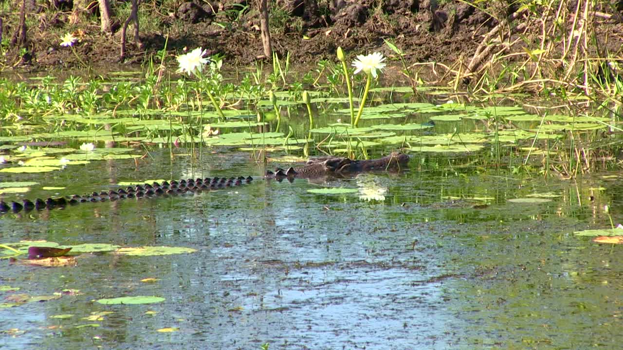在睡莲中游动的澳大利亚淡水鳄鱼视频素材