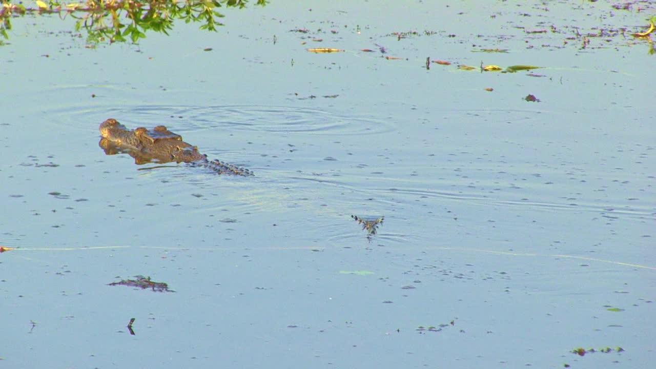澳大利亚河中的淡水鳄鱼视频素材