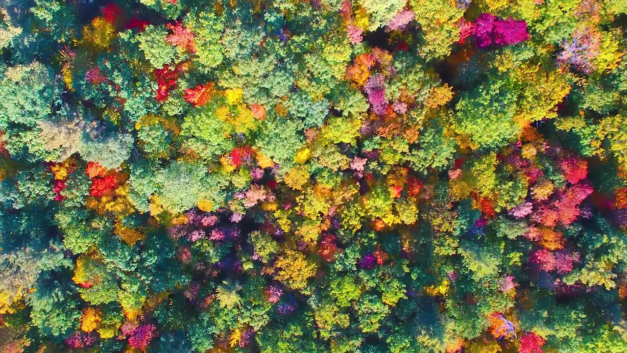 视频。在秋天的新英格兰森林里，无人机从空中俯瞰色彩缤纷的树叶视频下载