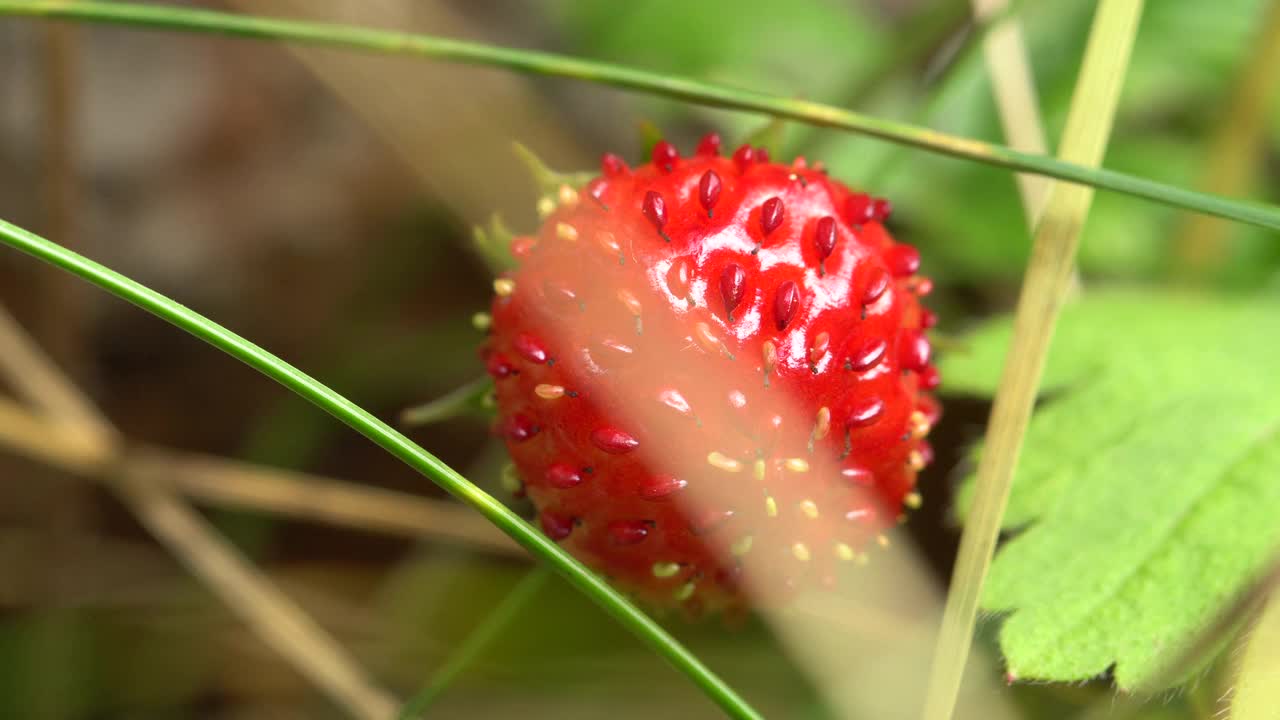 野草莓视频下载